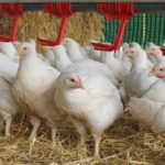 Free range broilers