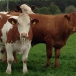 Brown and white and brown cow