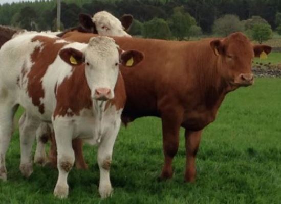 what causes grass staggers in cows