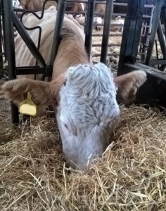 Cow eatiing straw