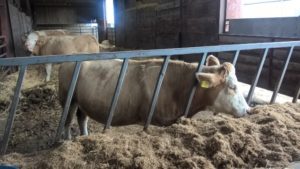 Cow eating silage