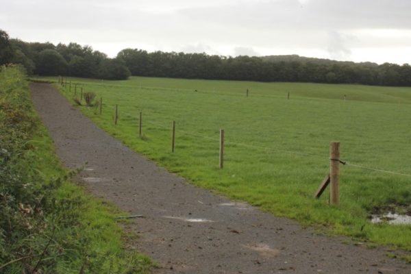 Cow Tracks