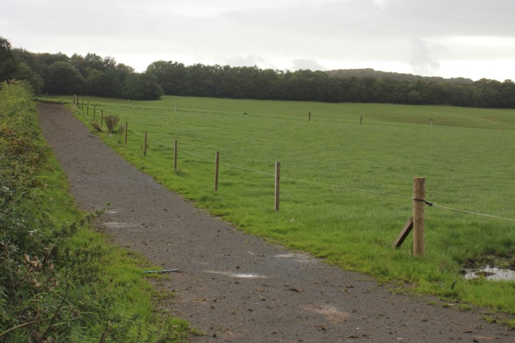 Cow Tracks