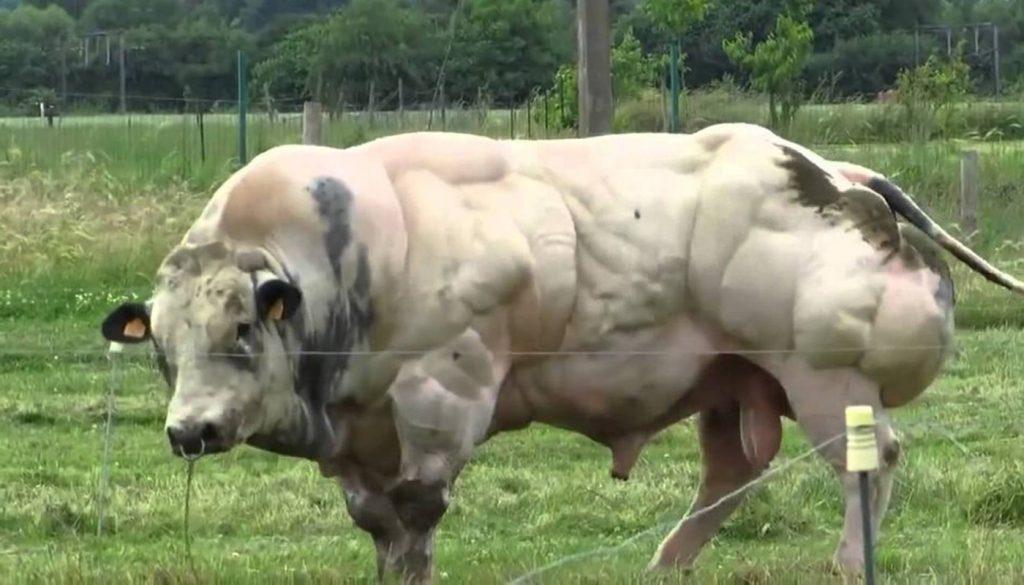 belgian blue cattle muscle