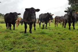 Cattle in grassland field 750 x 499