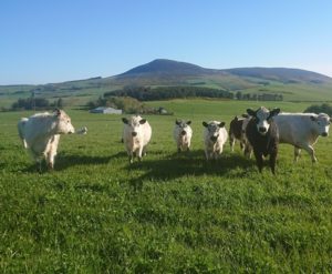 Cows in field