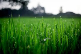 a close up of green grass