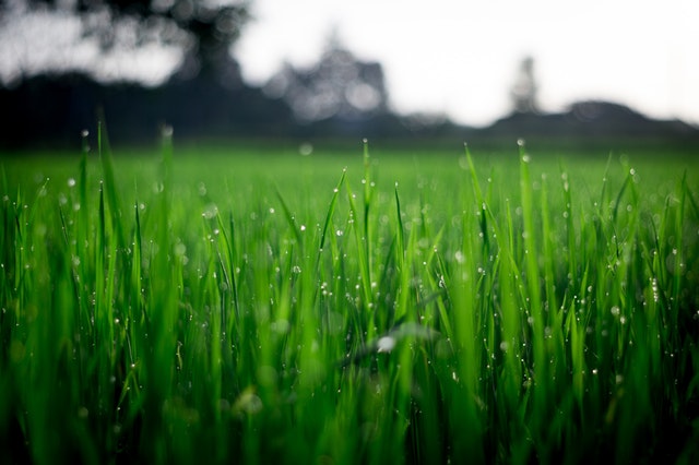 shallow-focus-photography-of-green-grasses-during-daytime-212324 a close up of green grass