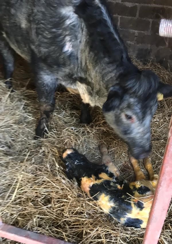 https://www.fas.scot/wp-content/uploads/2020/02/Calving.jpg