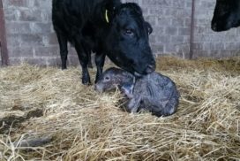 Newborn calf (1)