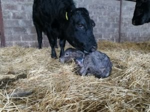 Newborn calf (1)
