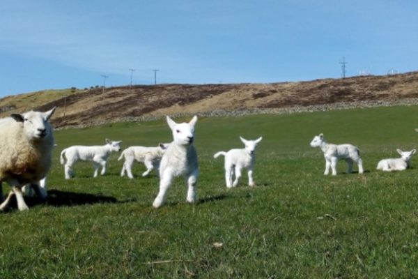 Sheep