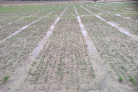 Winter drilled plots at SRUC East Lothian trial site