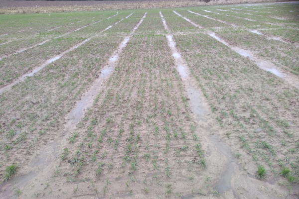 Winter drilled plots at SRUC East Lothian trial site