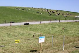 Cattle grazing in paddocks, AFBI