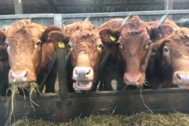 Cows feeding