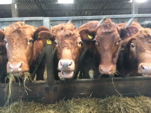 Cows feeding