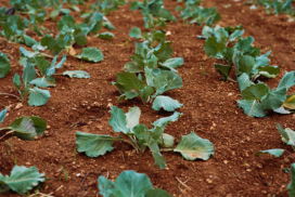cabbage plant seedlings