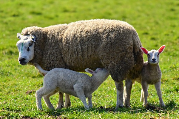 ewe and lambs (1)