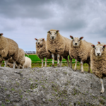 a small flock of 9 sheep standing looking towards the camera when standing on a rocky crag with lush green grass in the background.