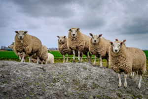 a small flock of 9 sheep standing looking towards the camera when standing on a rocky crag with lush green grass in the background.