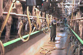 video still: dairyperson working in milking parlour