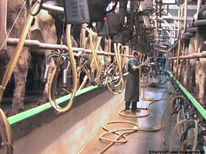 video still: dairyperson working in milking parlour