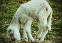 Lamb grazing