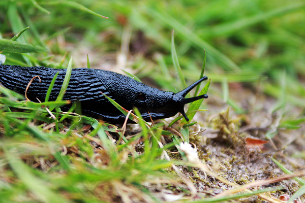 Slug in grass