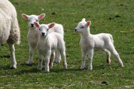 triplet lambs (1)