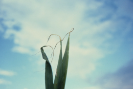 Copper deficiency in wheat Photo credit CIMMYT  (CC BY-NC-SA 2.0)