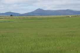 Crop field with mountains in background