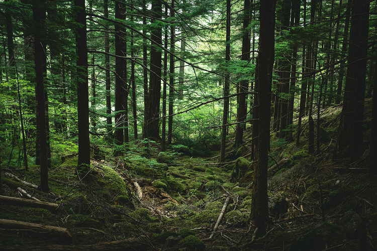 A forest of thin spruce trees with light shining through the canopy in the distance.