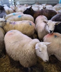 Housed ewes