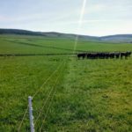 Electric fence line to allow rationational grazing to take place
