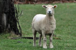 Shorn sheep