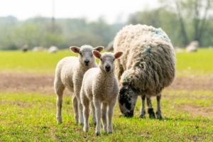 Two lambs and ewe grazing in field