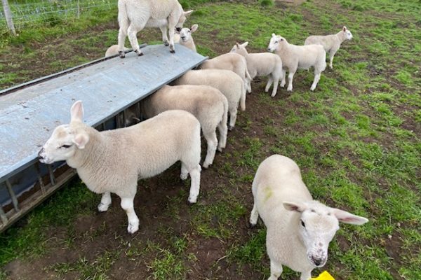 Lambs Feeding