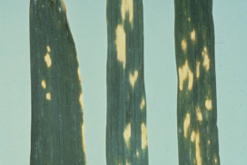 Manganese deficiency in wheat
Photo credit: CIMMYT (CC-BY-NC-SA-2.0)