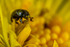 pollen beetle in dandelion