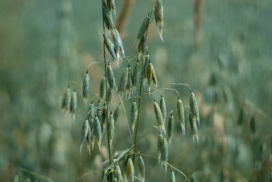 wild oat plant