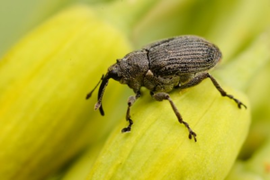 Cabbage seed weevil Cabbage seed weevil on oilseed rape buds