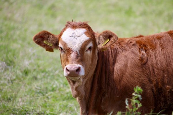 Cow