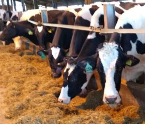 Cows eating feed at CRF