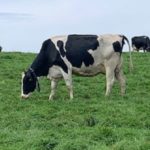 Cow eating grass at Portling