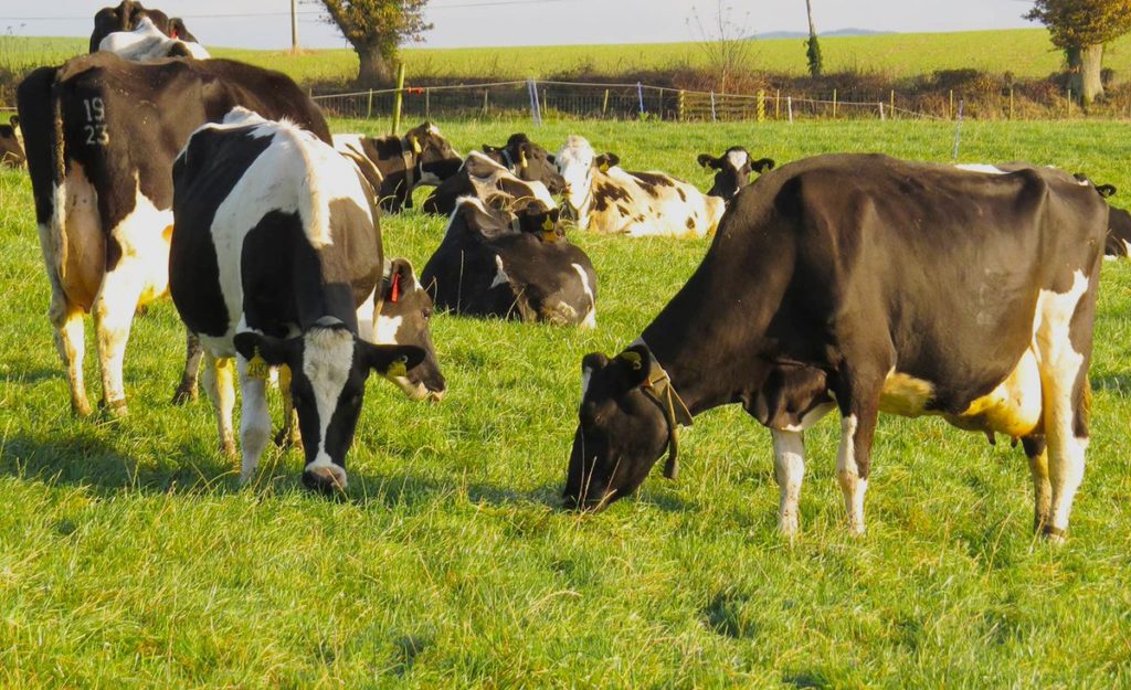 Dairy cows eating