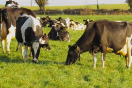 Dairy cows eating