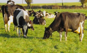 Dairy cows eating Dairy cows eating