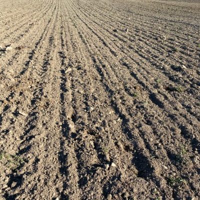 Field of dry soil