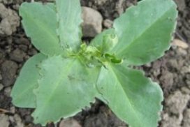 Legume weevil damage Pic: Hollin Lane Allotments